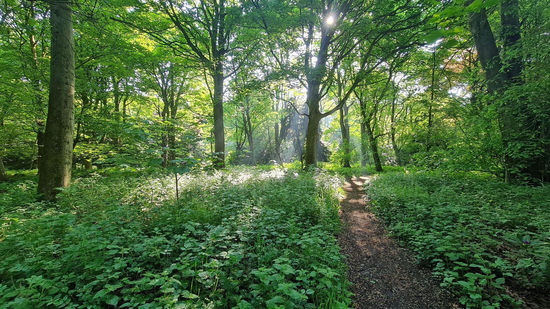 Forest Path